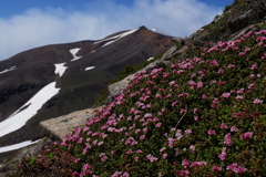 花咲く山