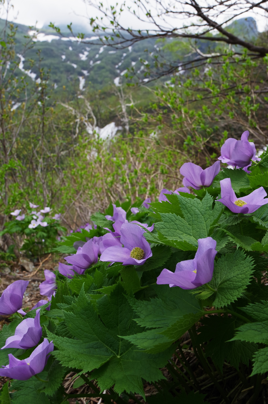 花の山