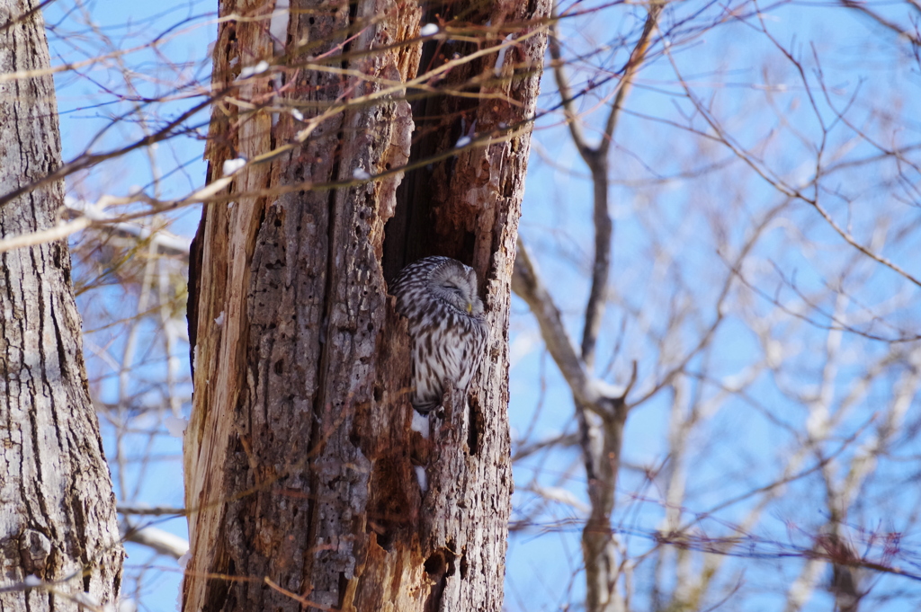 青空のフクロウ