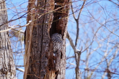 青空のフクロウ