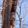 青空のフクロウ