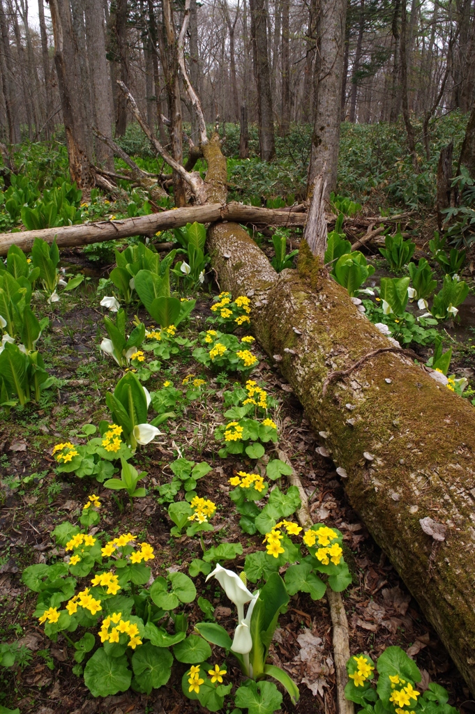 ヤチブキの花