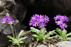 崖の花