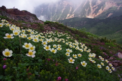 火口壁と花