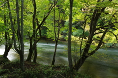 河畔林