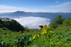 山に飛ぶ蝶