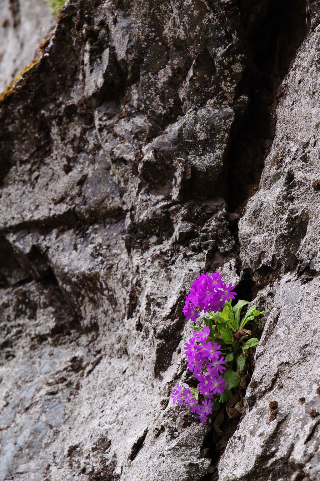 岩に咲く花