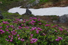雪渓の花