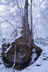 岩と桂