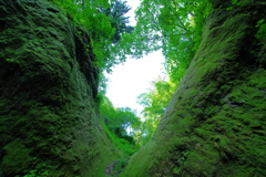 苔の双門