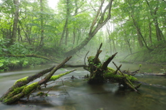 悠久の流れ