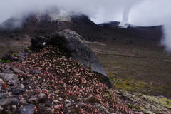 火山に咲く花