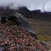 火山に咲く花