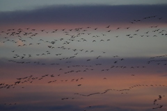 夕暮れのマガン