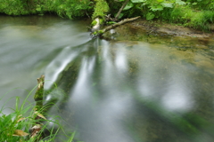 倒木を流れる川