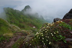 頂上の花