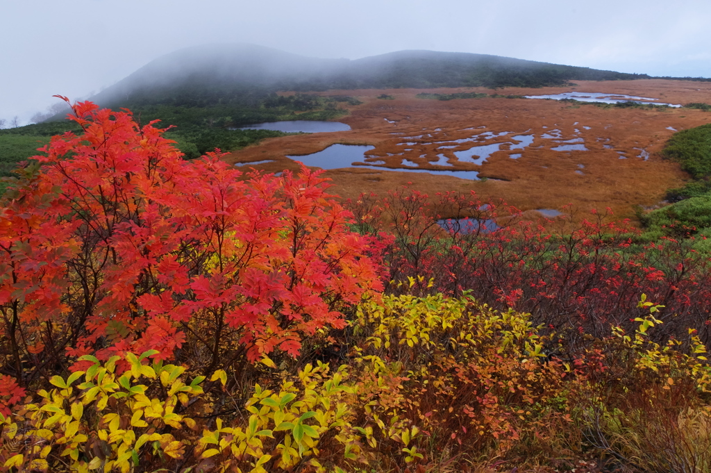 紅葉の沼