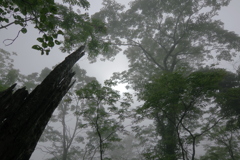 霧の中