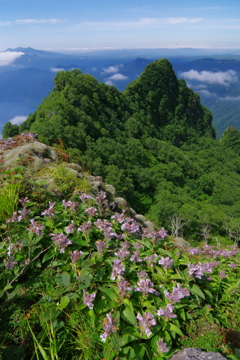 崖尾根の花
