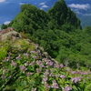 崖尾根の花