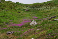 雪田の花畑