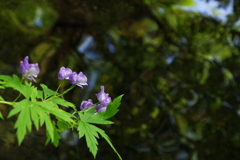 木々を映す川