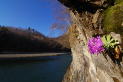 沙流川