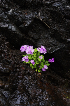 岩の花