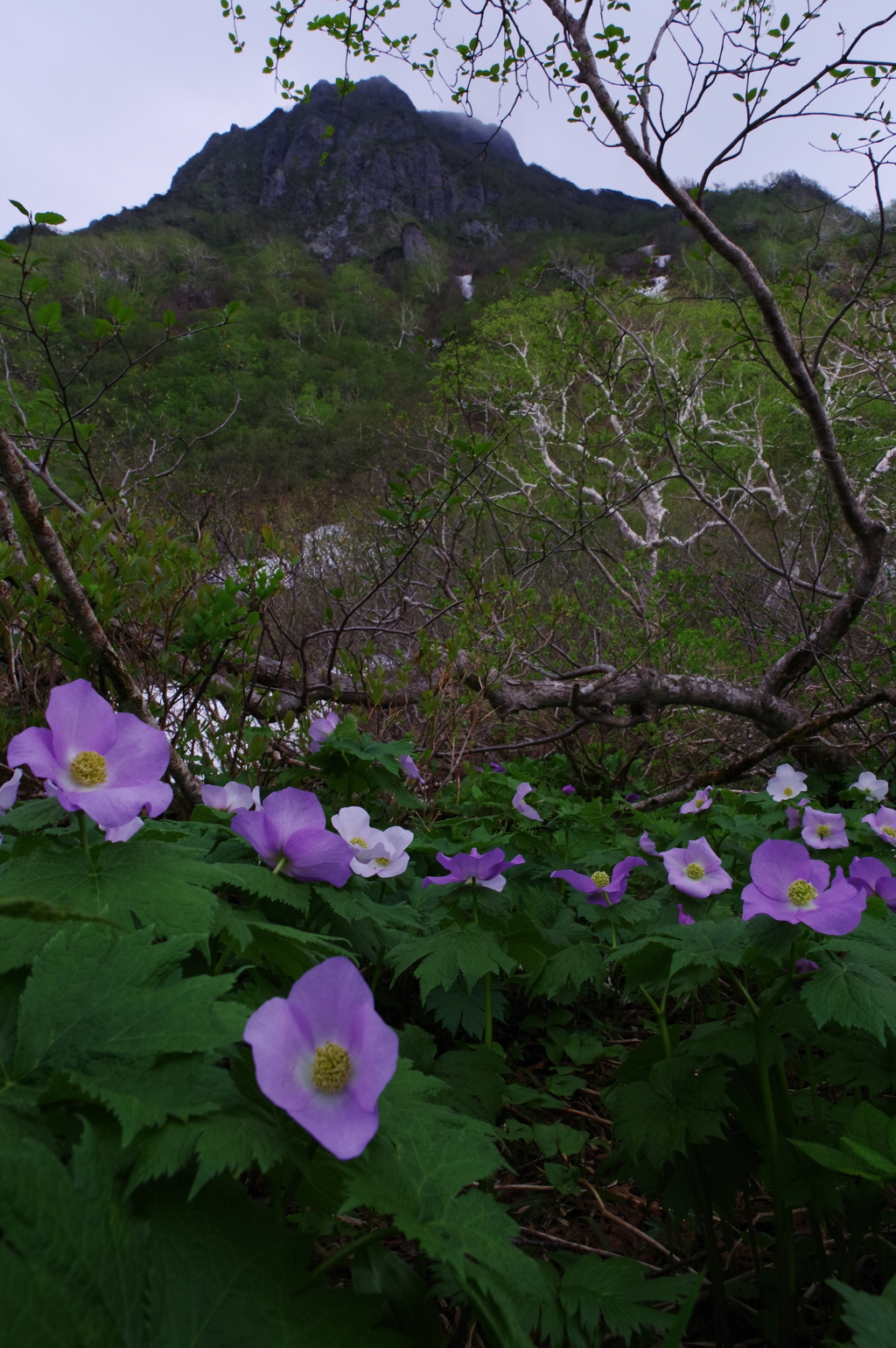 彩り