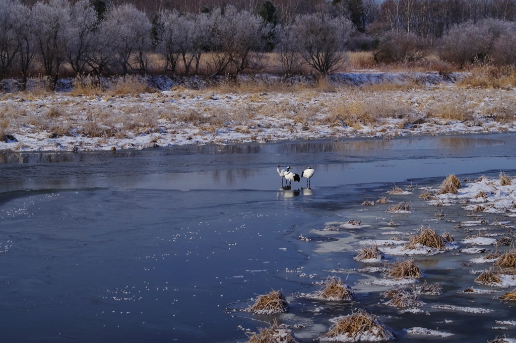 タンチョウの親子