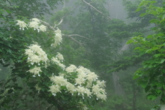 雲の中