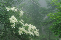 雲の中