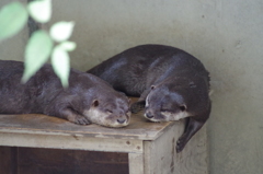 コツメカワウソ