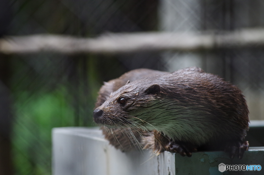 コツメカワウソ