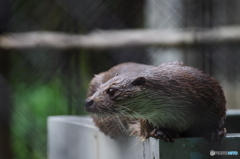 コツメカワウソ