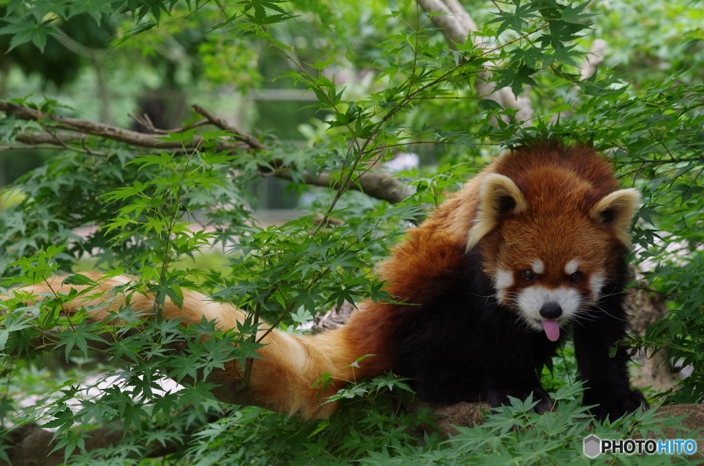 レッサーパンダ