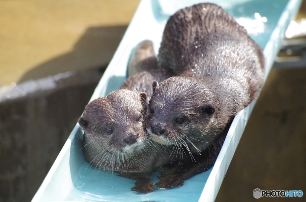 コツメカワウソ