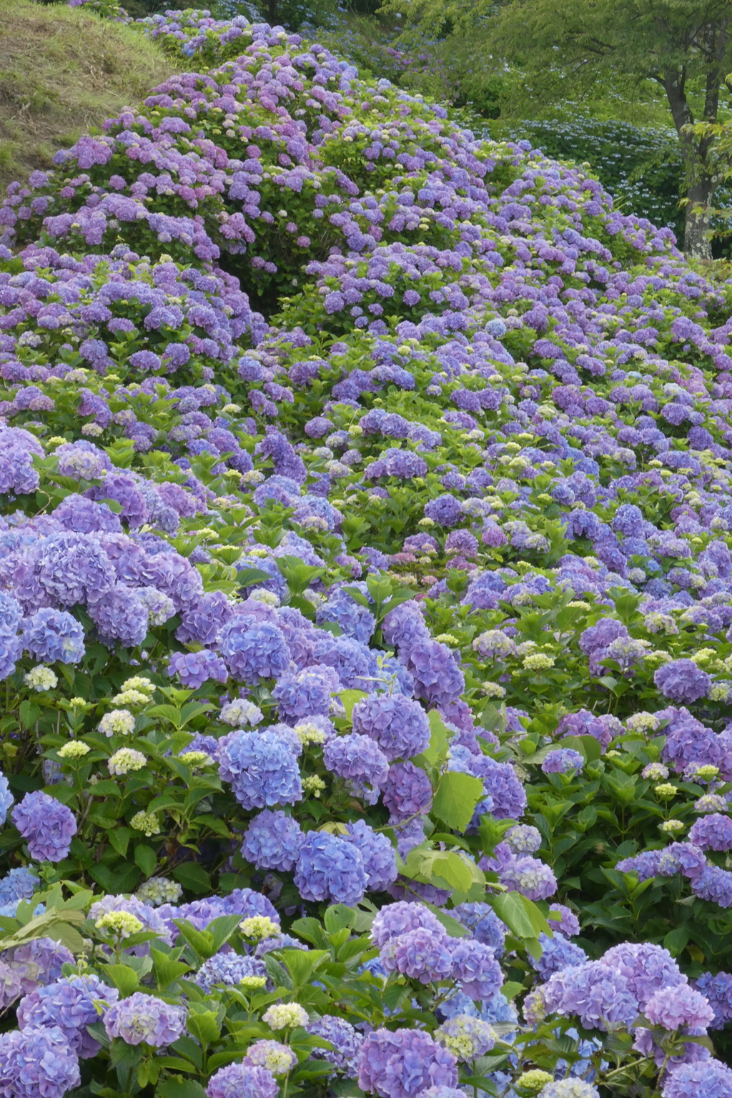 美の山公園紫陽花の滝 By あんみつ姫 Id 写真共有サイト Photohito