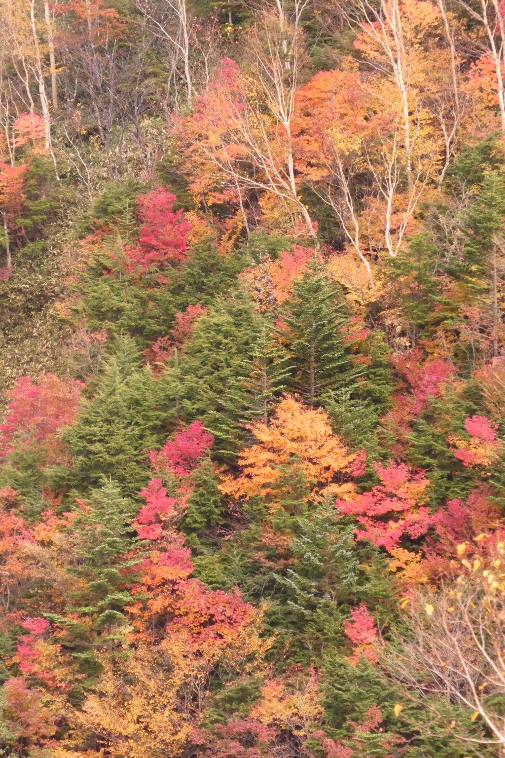 日光の紅葉