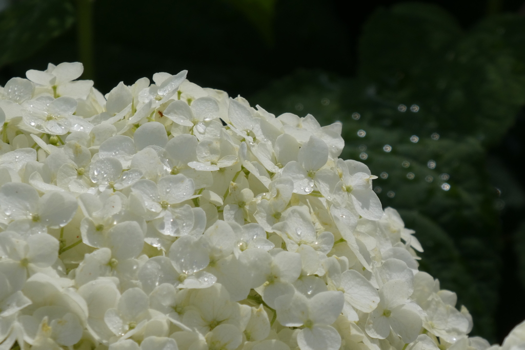 権現堂雨上がり紫陽花