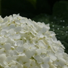権現堂雨上がり紫陽花