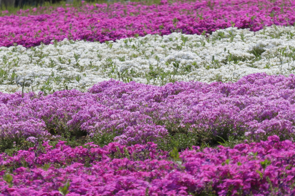 芝桜