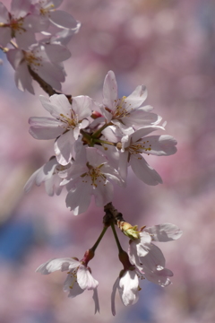 大國魂神社のしだれ桜