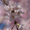 大國魂神社のしだれ桜