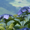 美の山公園紫陽花