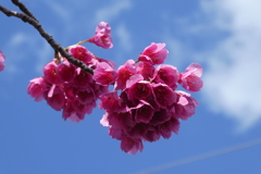 密蔵院　安行桜
