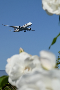 バラと飛行機