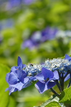 権現堂紫陽花