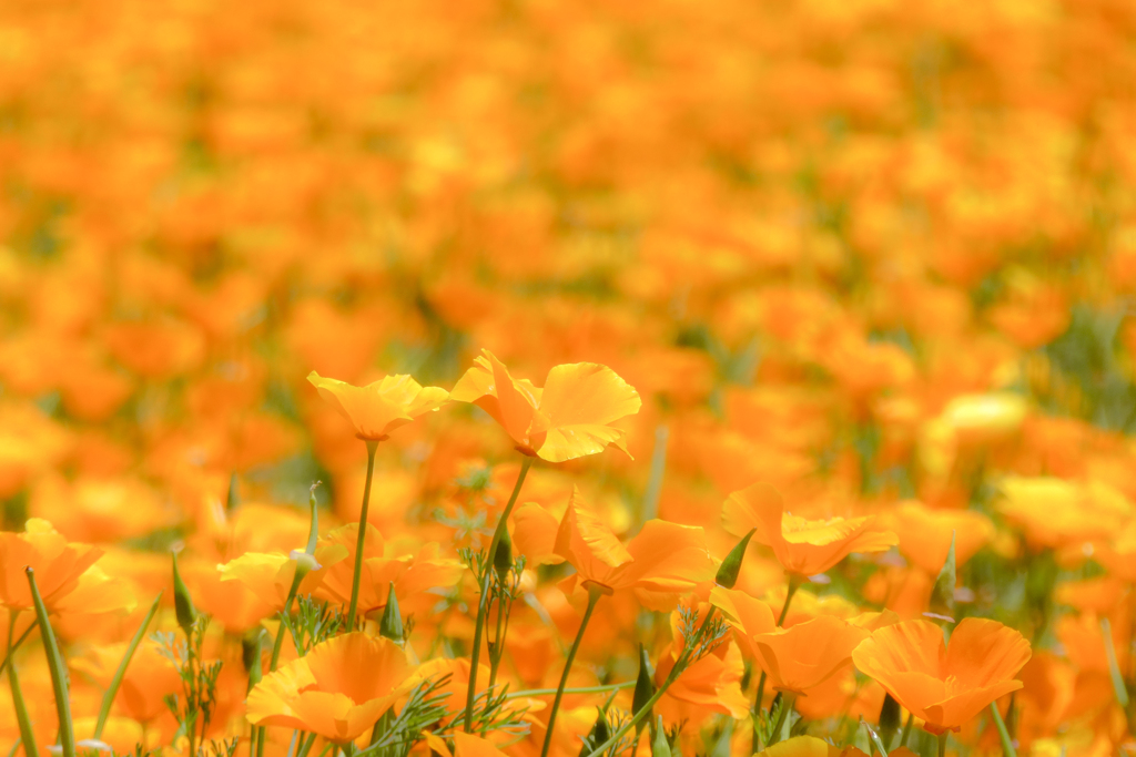 こうのす花まつり