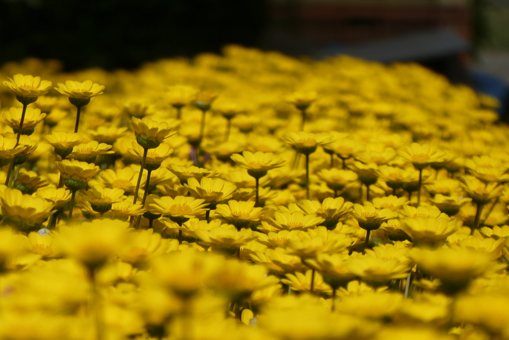 黄色の花